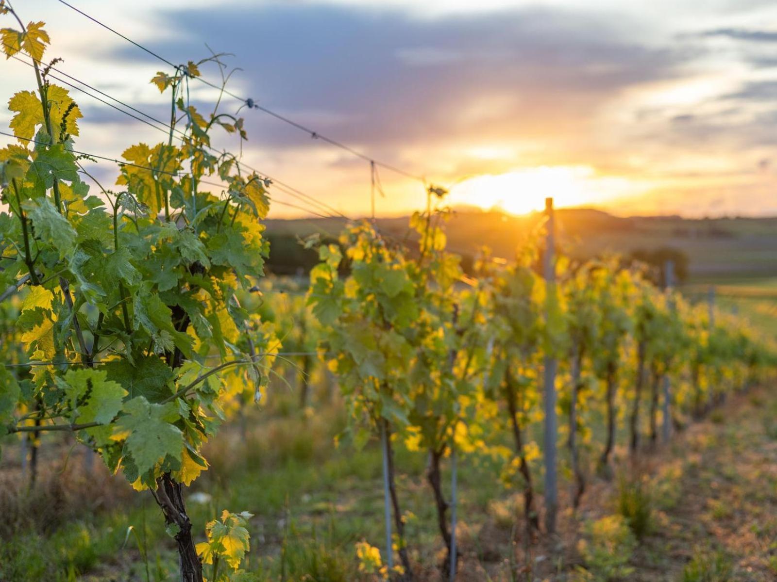 Paradis Des Vignes Birac  Ruang foto